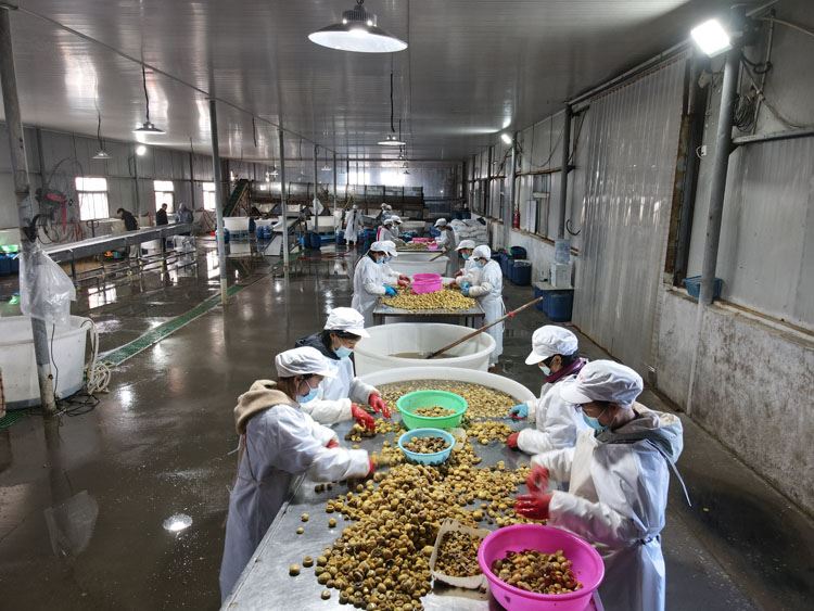 White mushroom in brine in drums factory