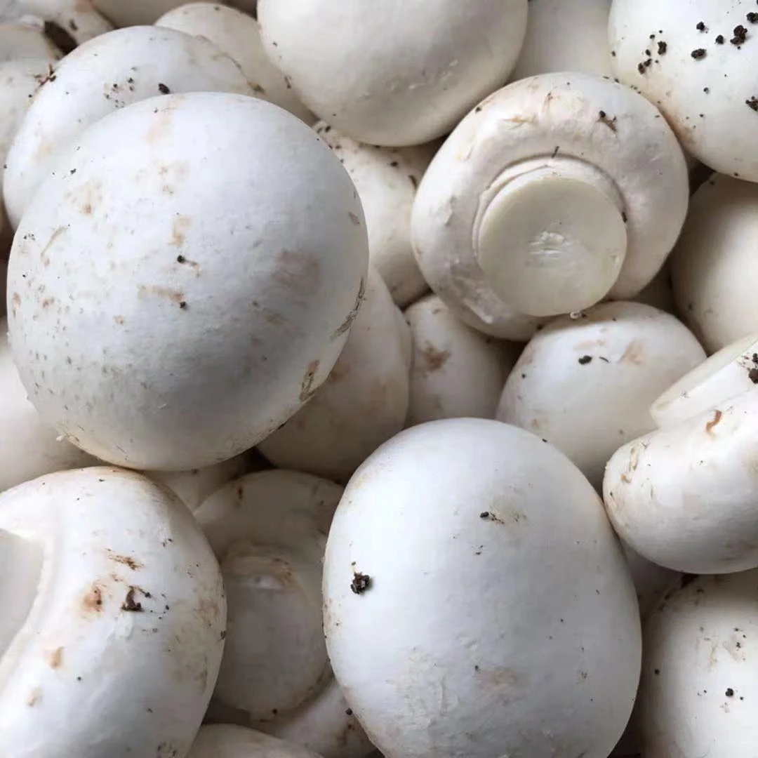 Fresh white mushroom in salted water in drums