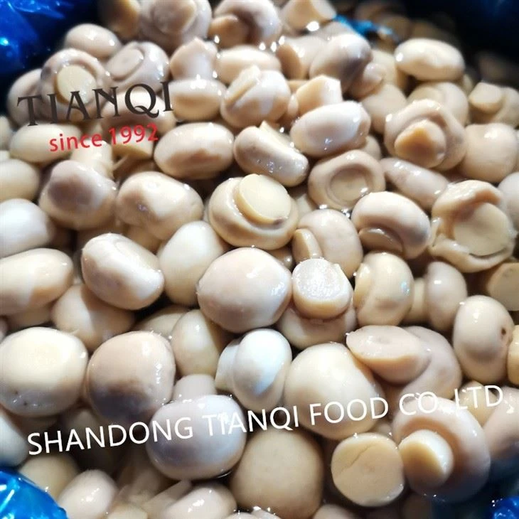 Whole white mushroom in brine in drums